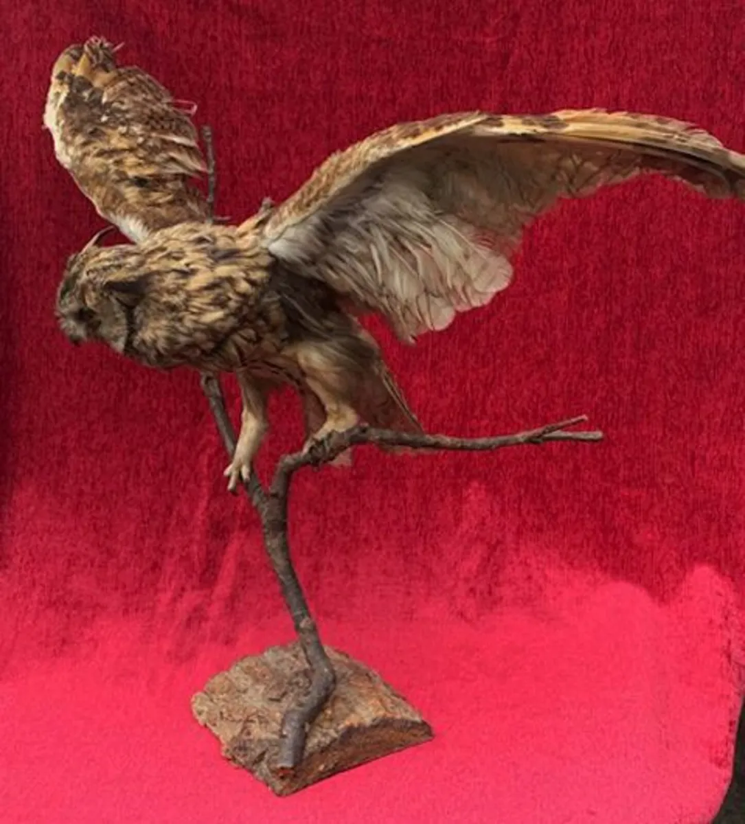 Small Long eared owl Taxidermy - Image 3