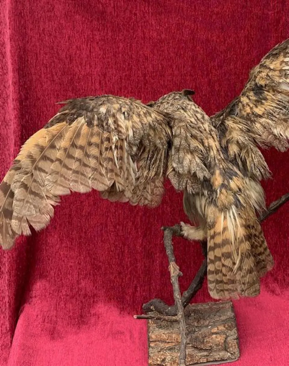 Small Long eared owl Taxidermy - Image 4