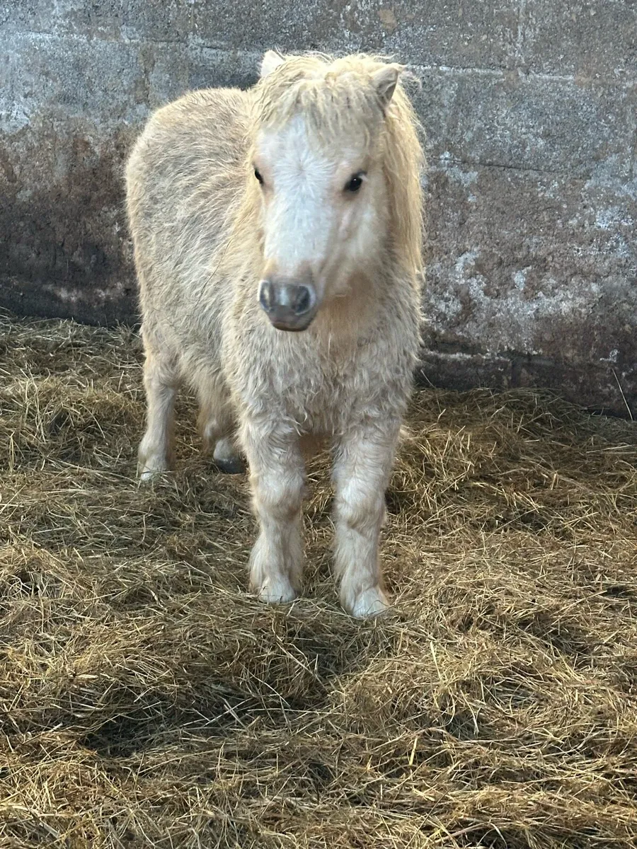Pedigree Shetland mini colts - Image 3