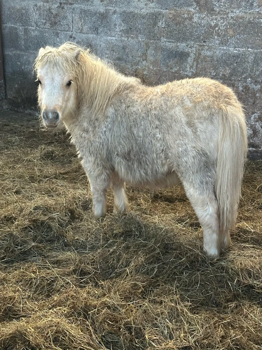 Pedigree Shetland mini colts - Image 4