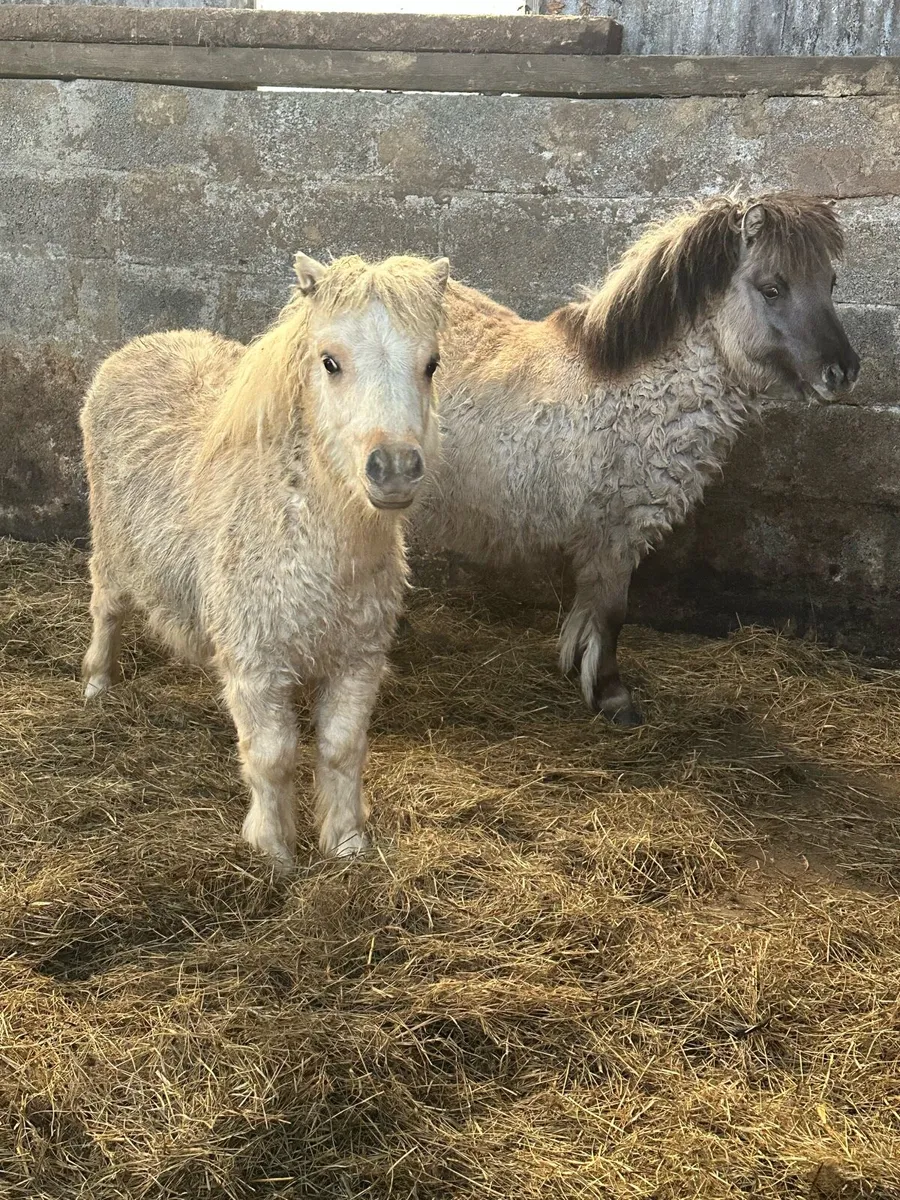 Pedigree Shetland mini colts - Image 1