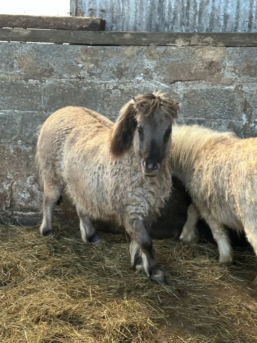 Pedigree Shetland mini colts - Image 2