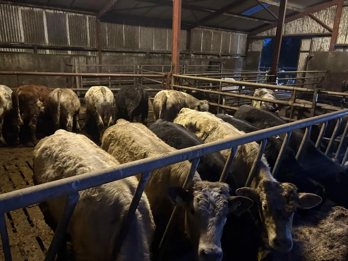 Weanling bulls - Image 1