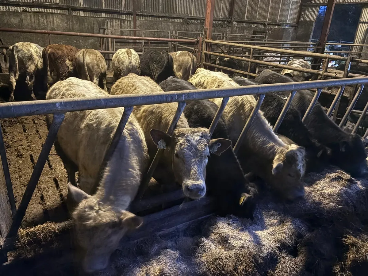 Weanling bulls - Image 2