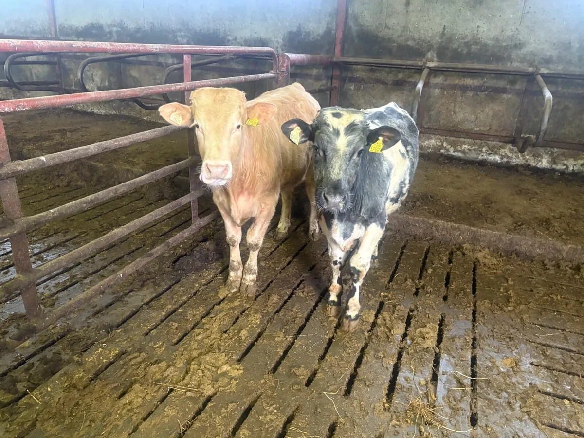 Weanling bulls - Image 3