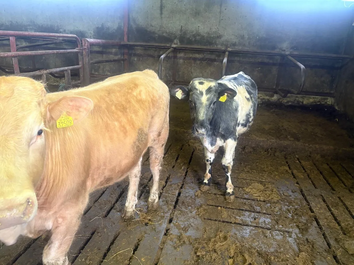 Weanling bulls - Image 4