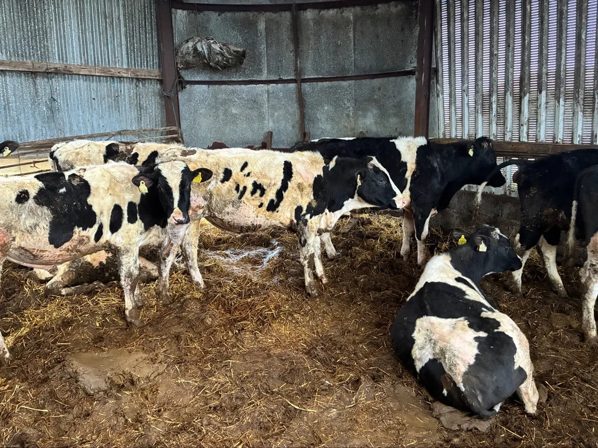 Vasectomised Teaser Bulls - Image 4