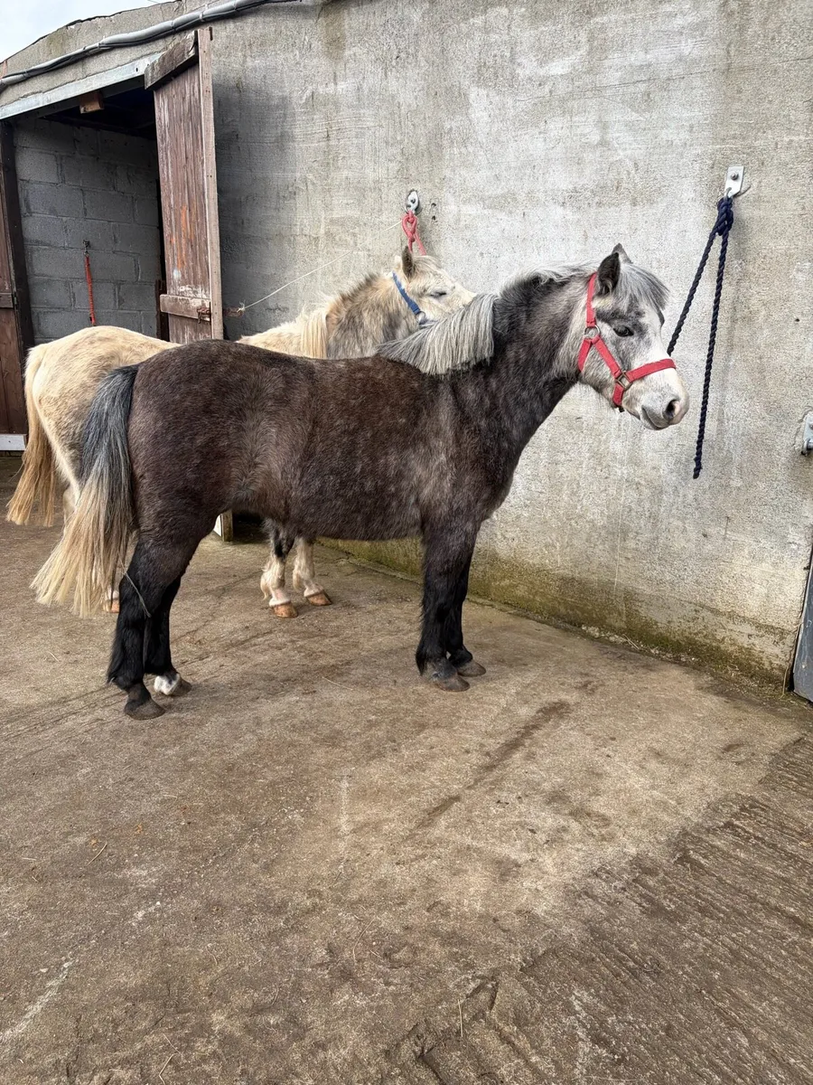 2 smashing filly’s - Image 3