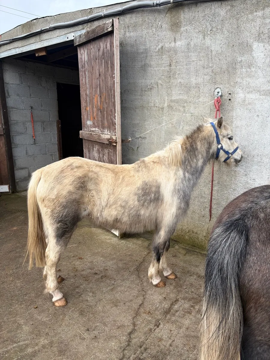 2 smashing filly’s - Image 4