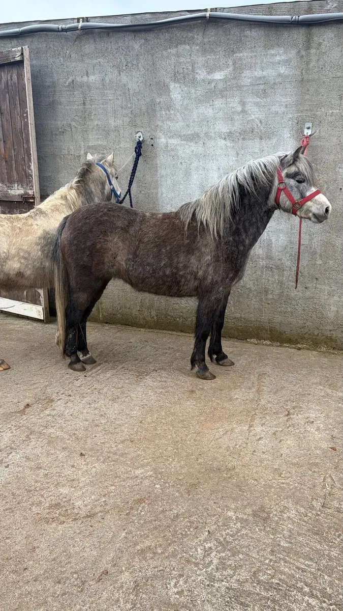 2 smashing filly’s - Image 1