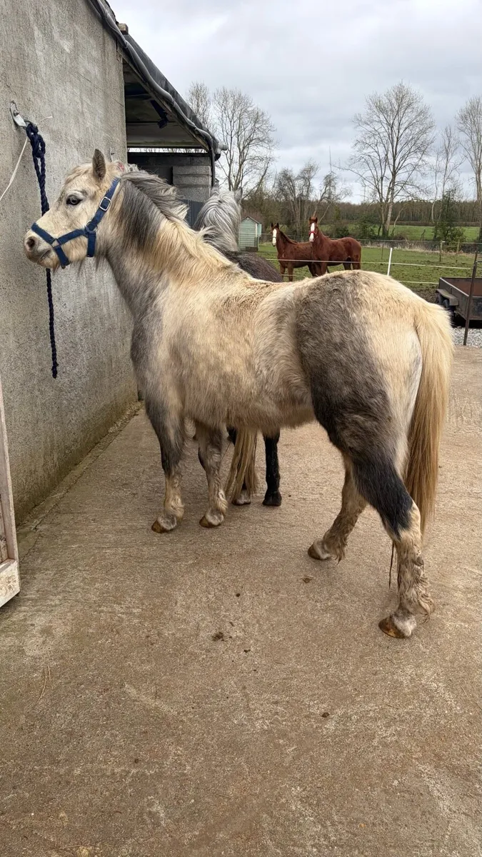 2 smashing filly’s - Image 2