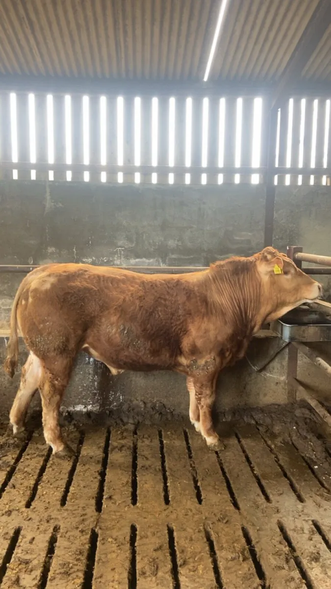 PBR Limousin Bull - Image 2