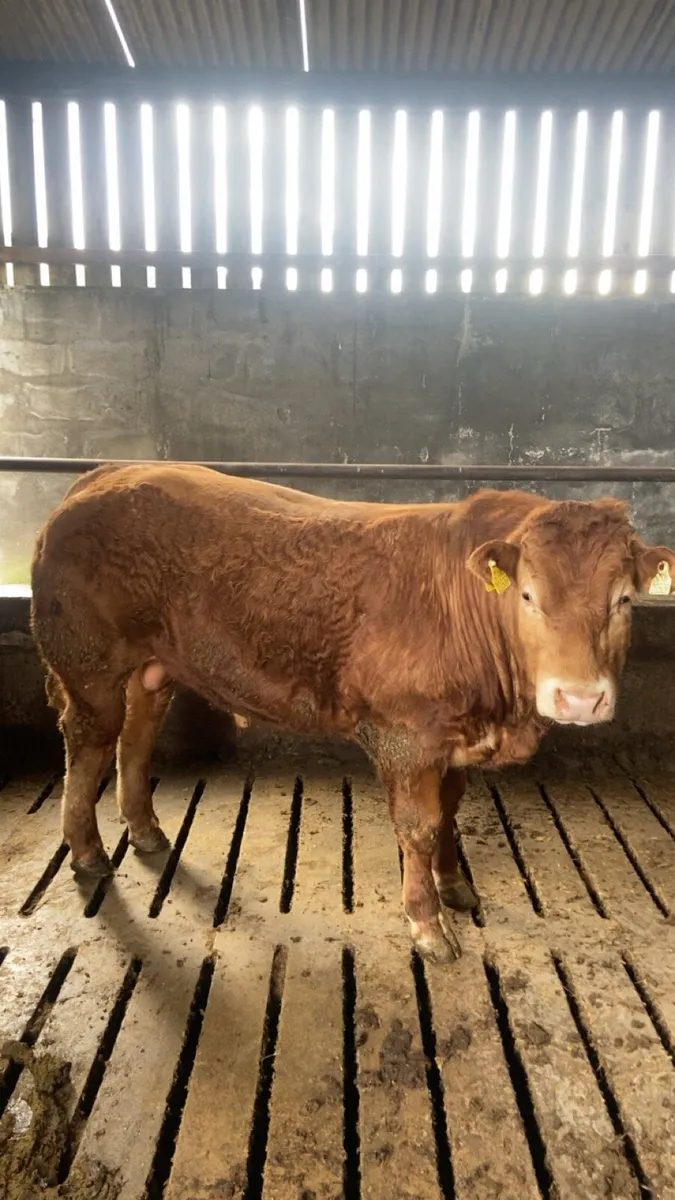 PBR Limousin Bull - Image 1