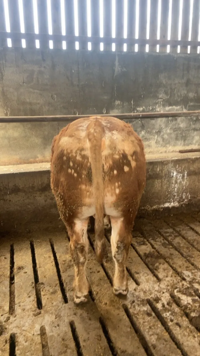 PBR Limousin Bull - Image 4