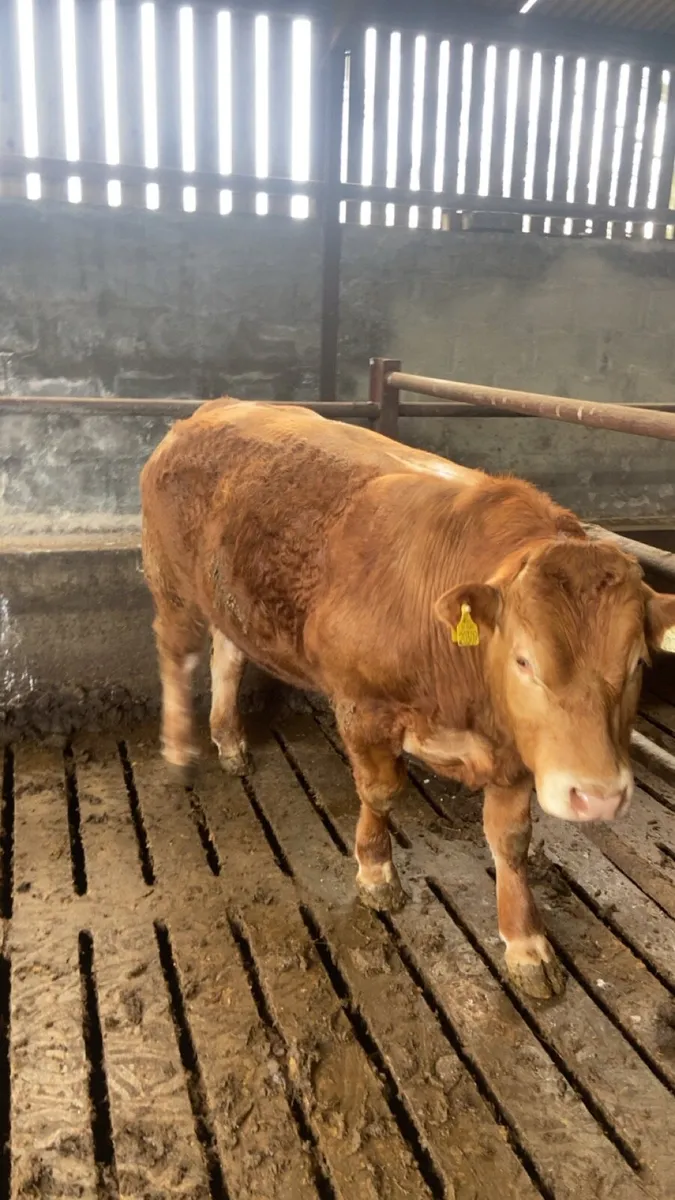 PBR Limousin Bull - Image 3