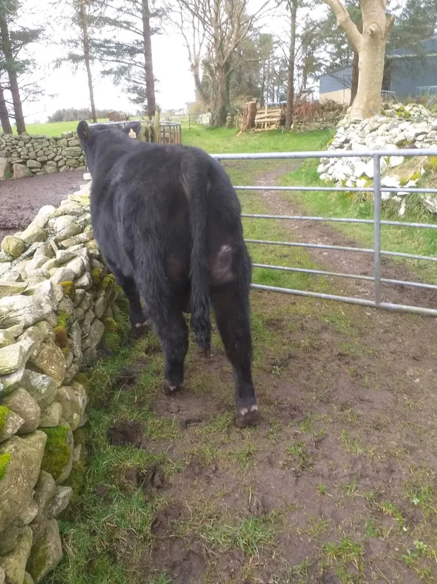 PBR ANGUS BULL by Liss Brendan - Image 1