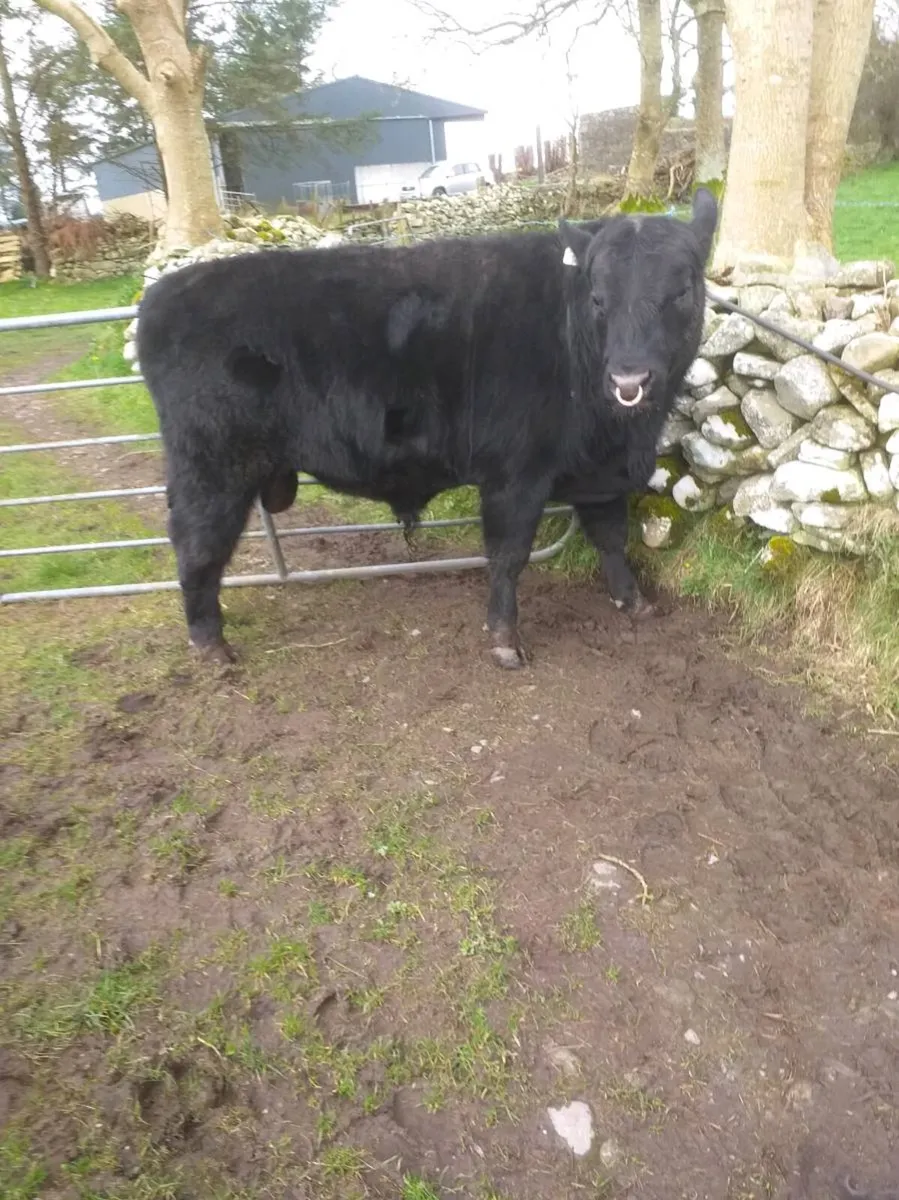 PBR ANGUS BULL by Liss Brendan - Image 3