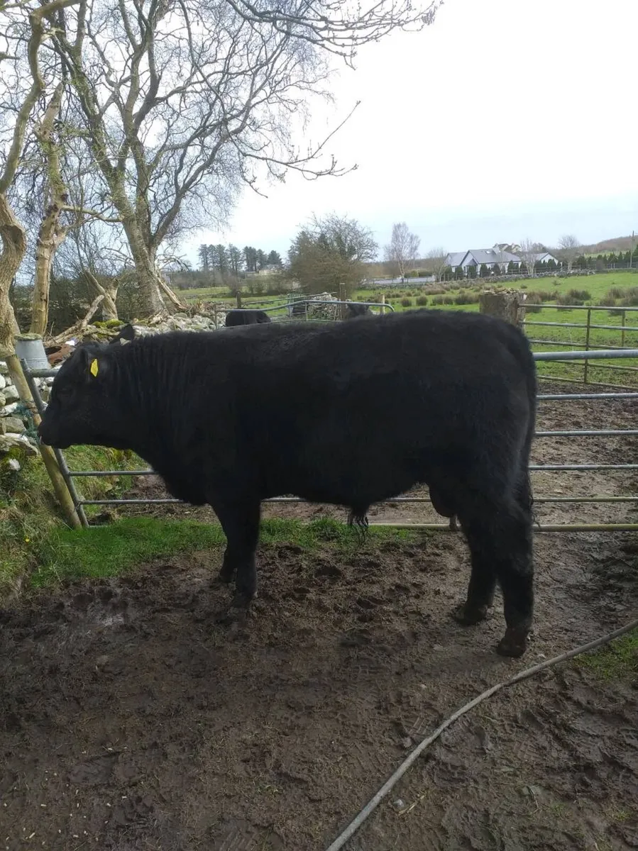 PBR ANGUS BULL by Liss Brendan - Image 4