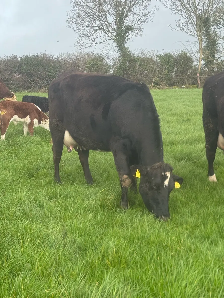 Suckler Cows and calves - Image 2