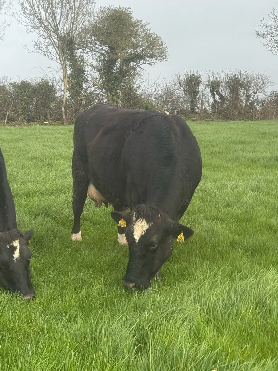 Suckler Cows and calves - Image 3