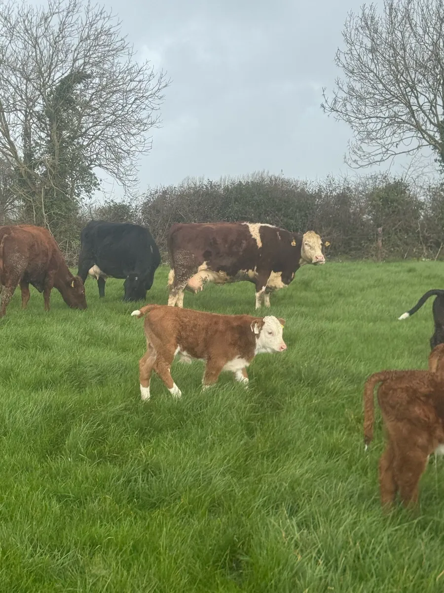 Suckler Cows and calves - Image 4