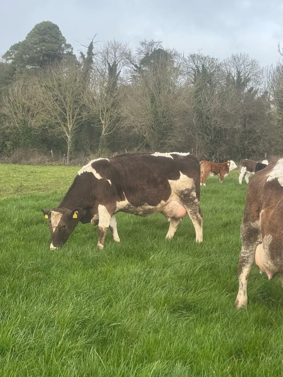 Suckler Cows and calves - Image 1