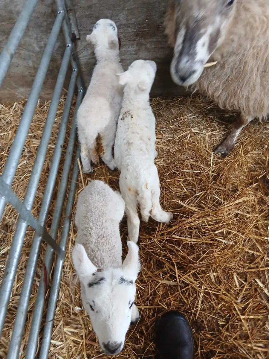 Foster lambs