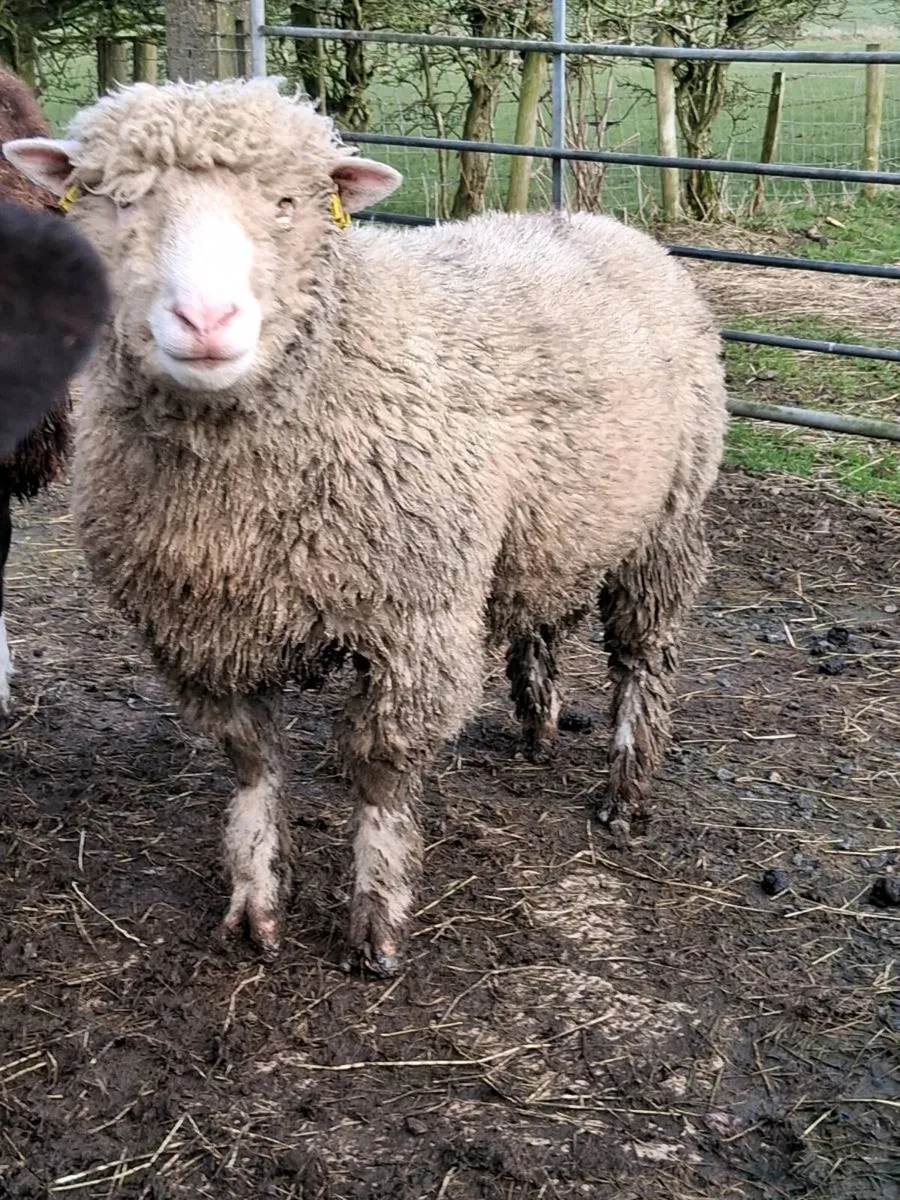 Dorset ram - Image 1