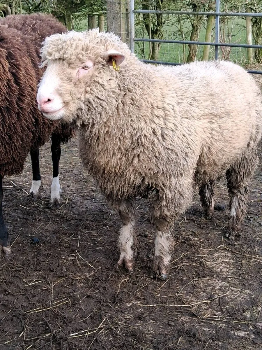 Dorset ram - Image 2