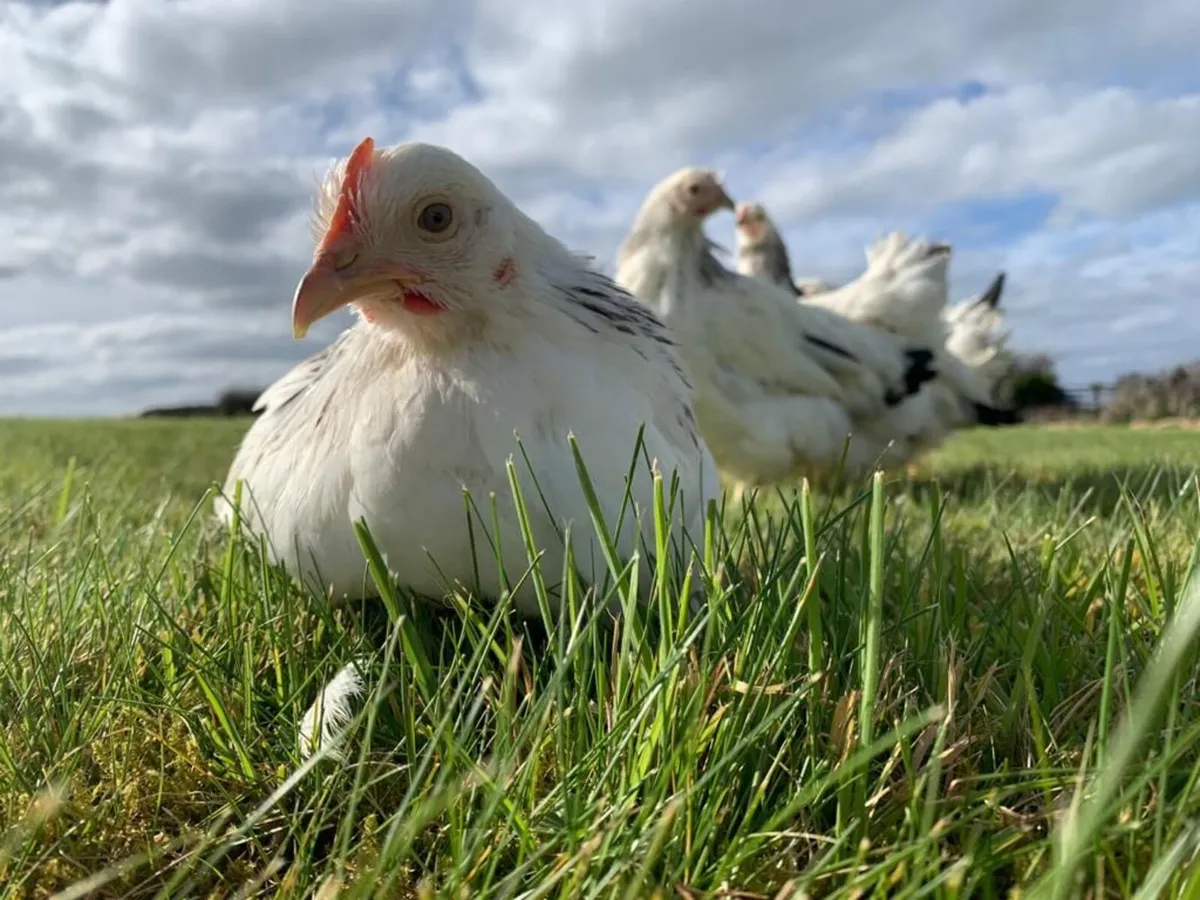 Poultry Delivered - Image 3