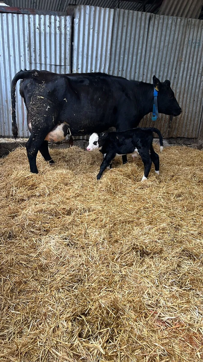 Cow’s freshly calved - Image 1