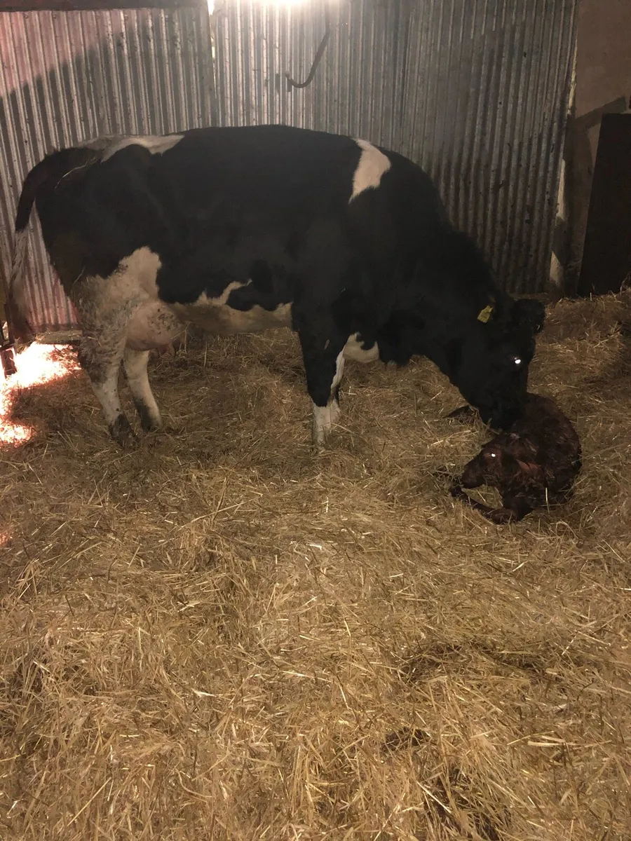 Cow’s freshly calved - Image 2