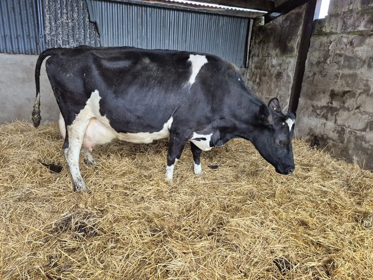 Foster cow - Image 1