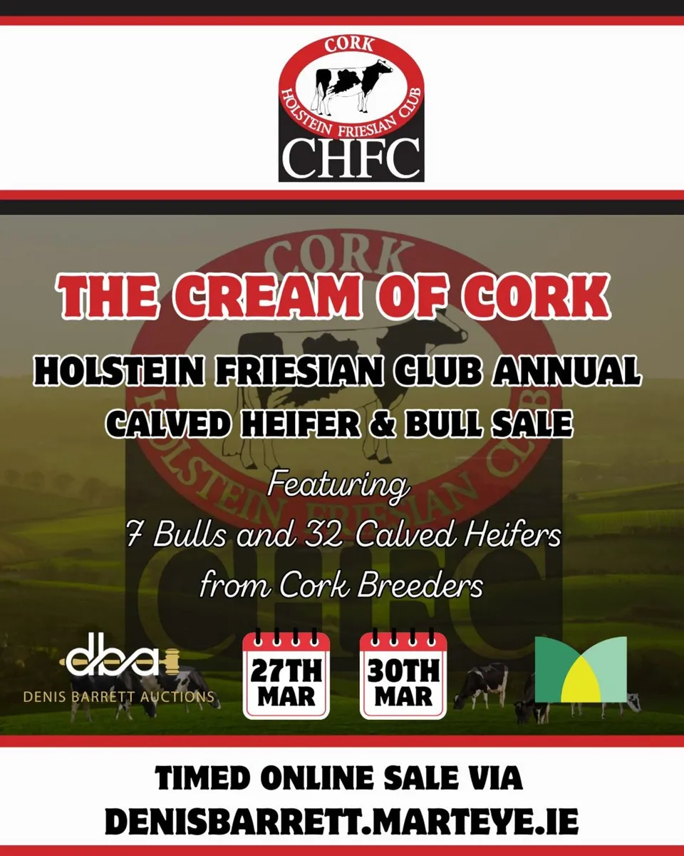 Cream of Cork Holstein Friesian Club Online Sale