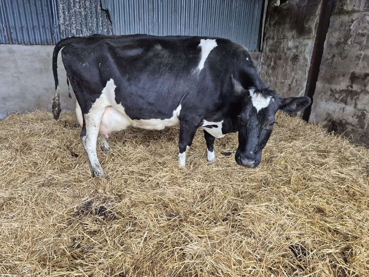Foster cow - Image 2