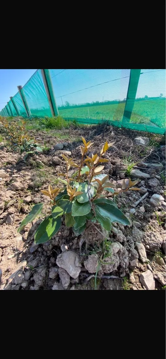 Elaeagnus ebbengei hedging - Image 3