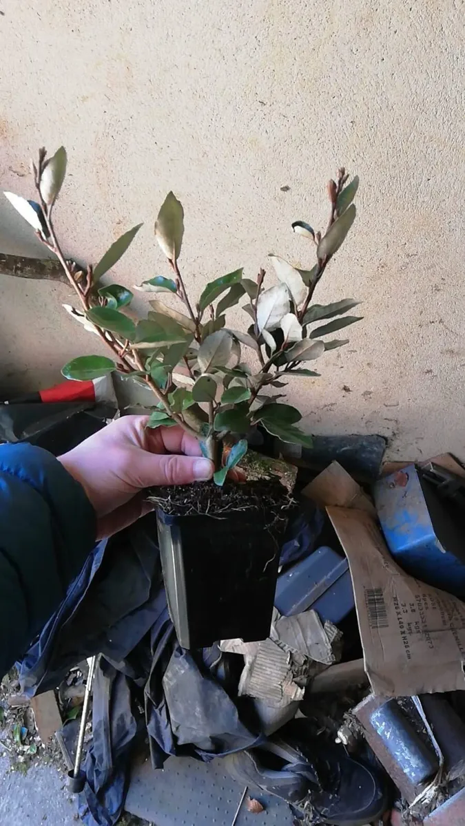 Elaeagnus ebbengei hedging - Image 1