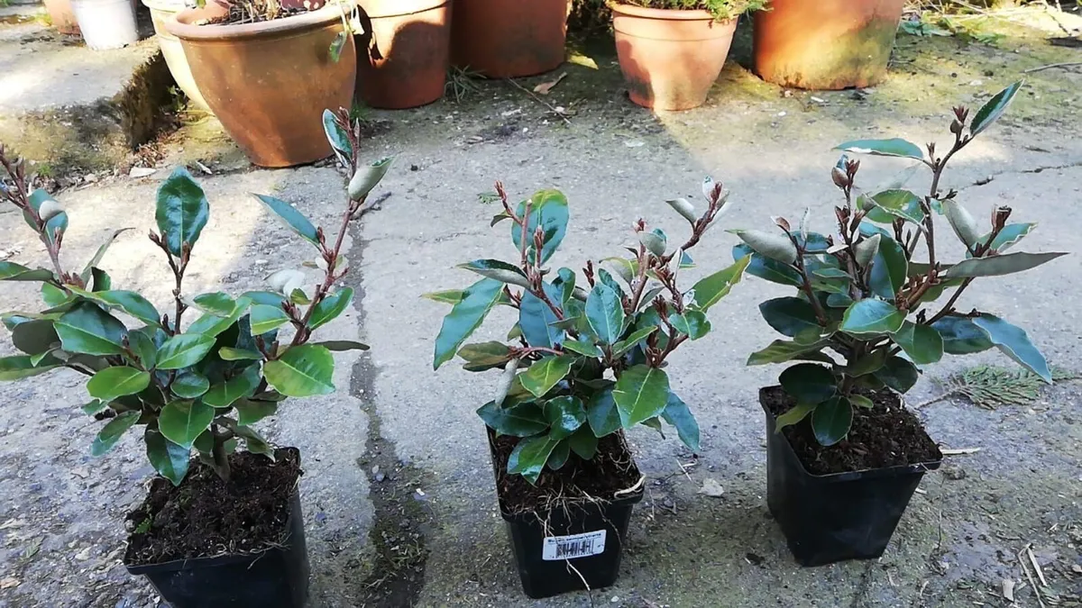 Elaeagnus ebbengei hedging - Image 2