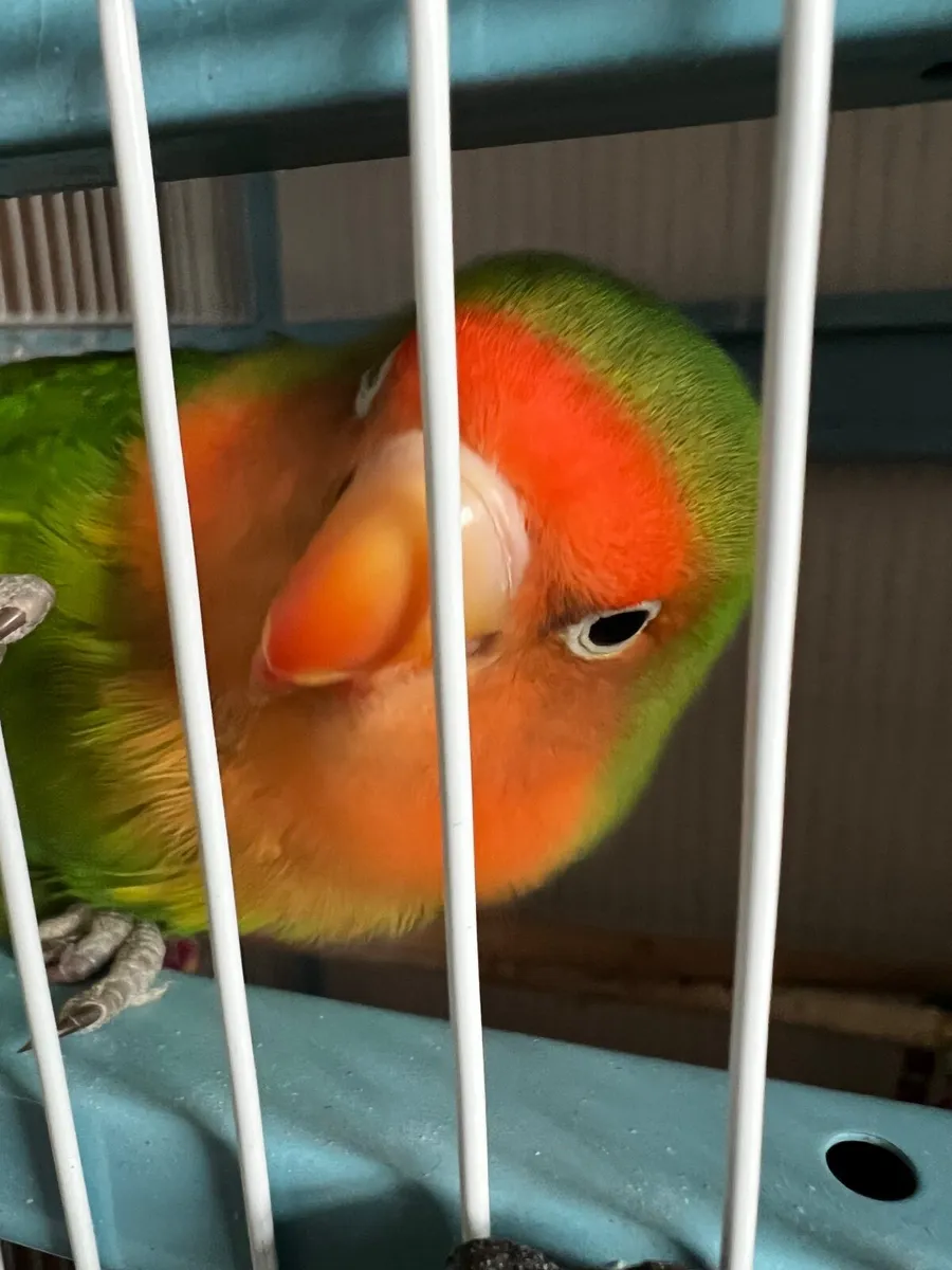 Love bird - Image 1