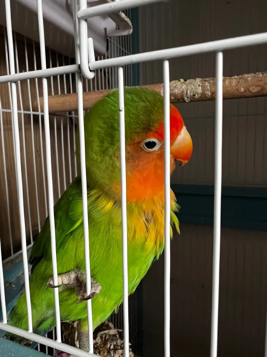Love bird - Image 4