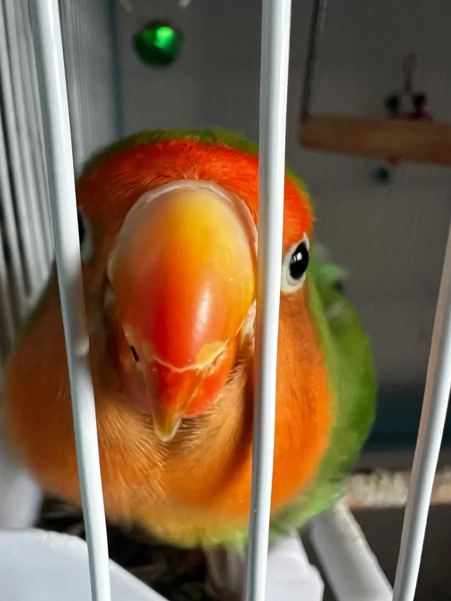 Love bird - Image 2
