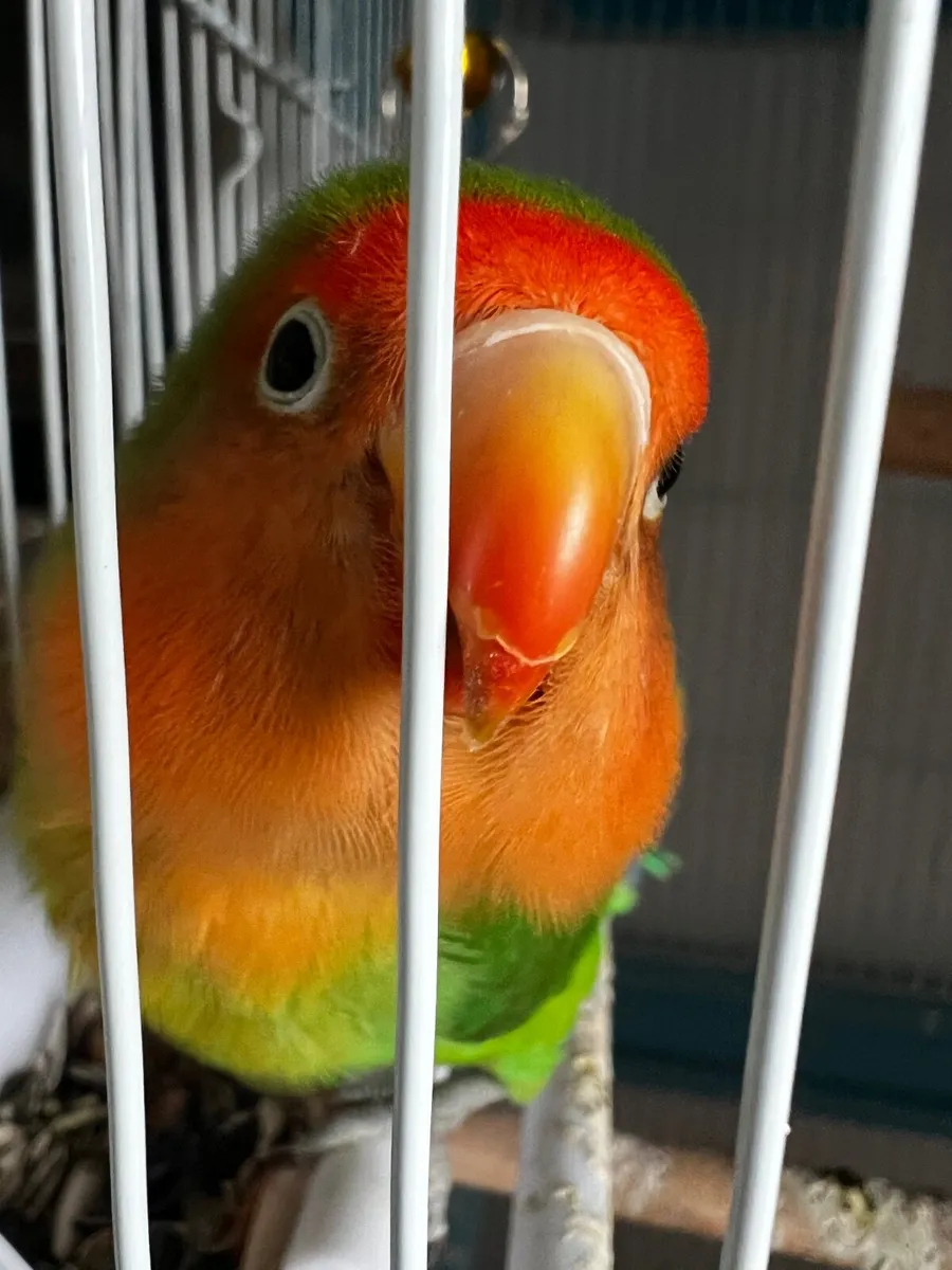 Love bird - Image 3