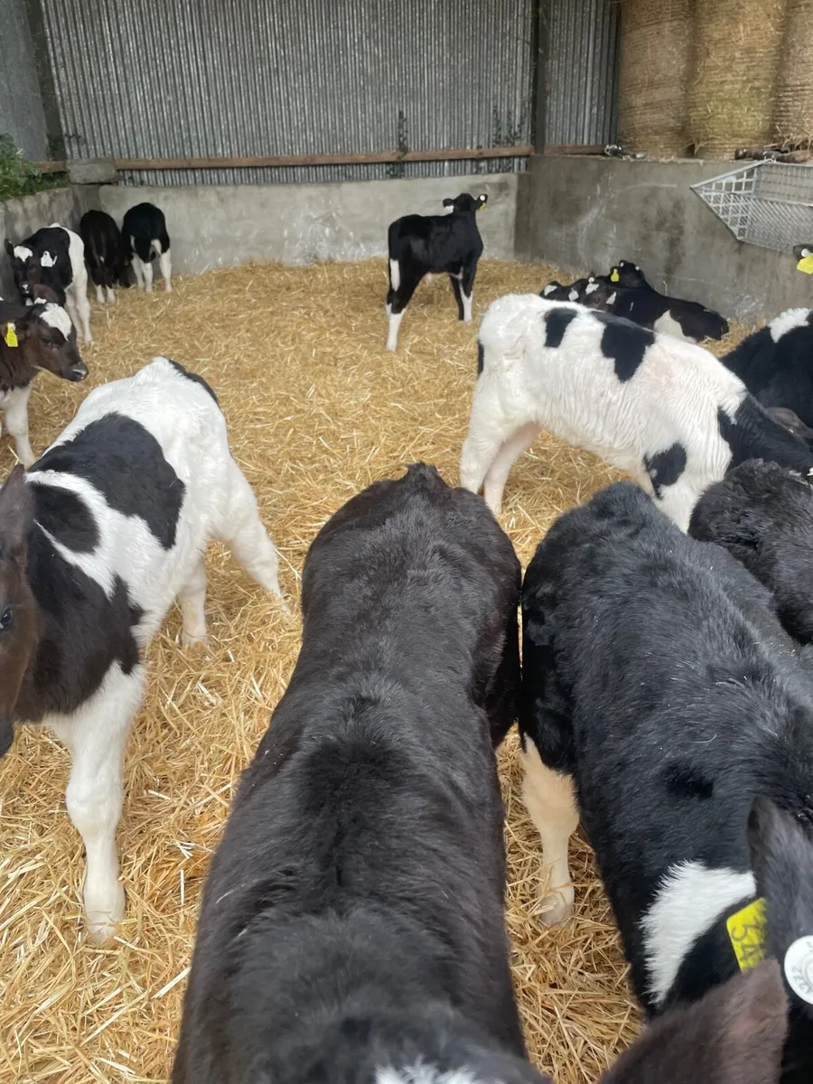 Friesian bull calves - Image 1