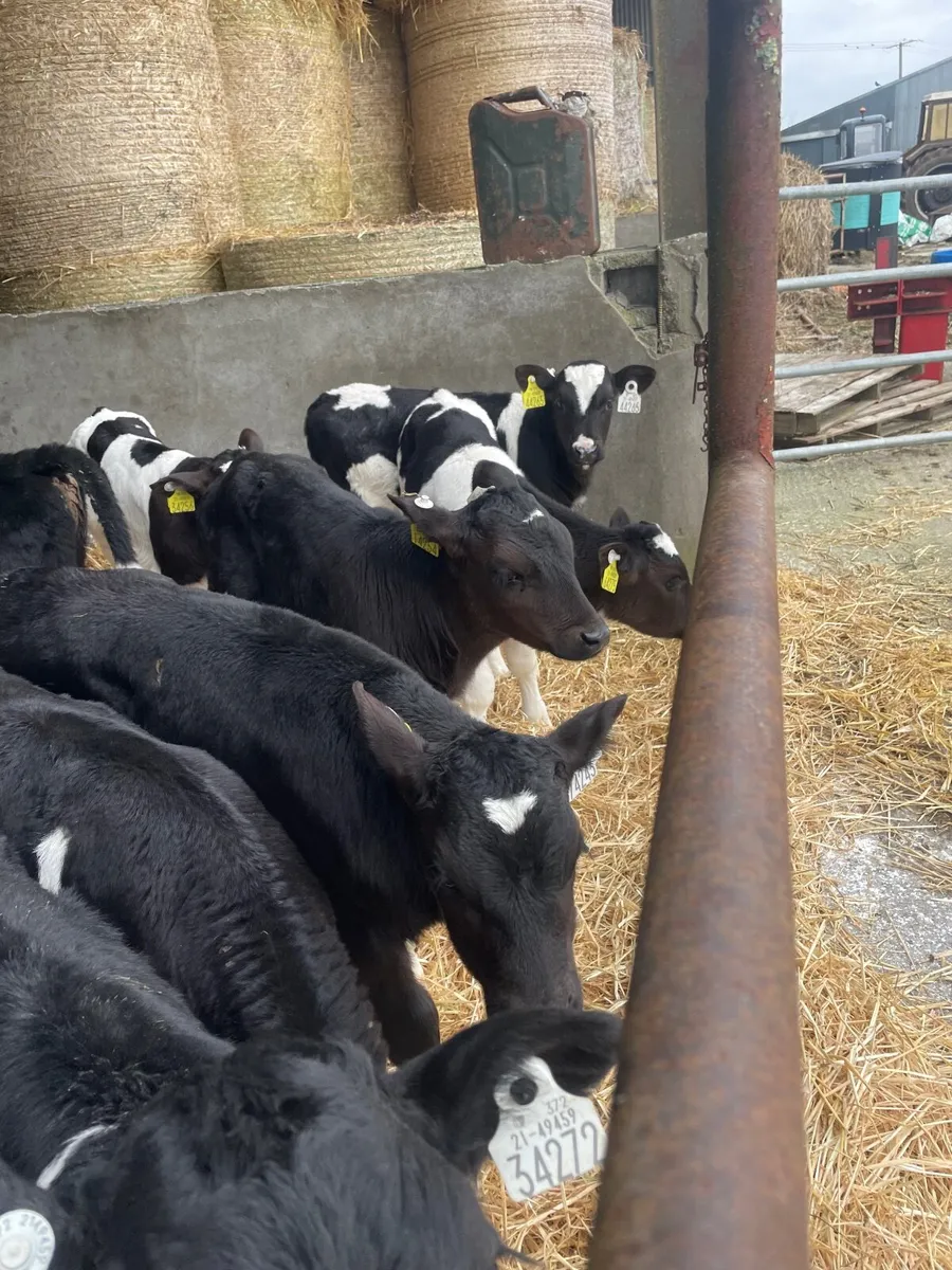 Friesian bull calves - Image 2