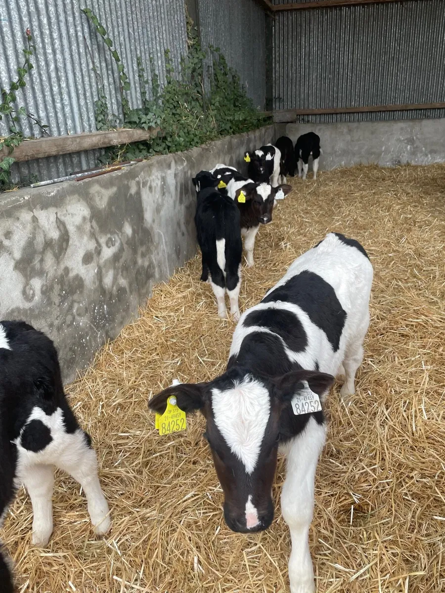 Friesian bull calves - Image 3