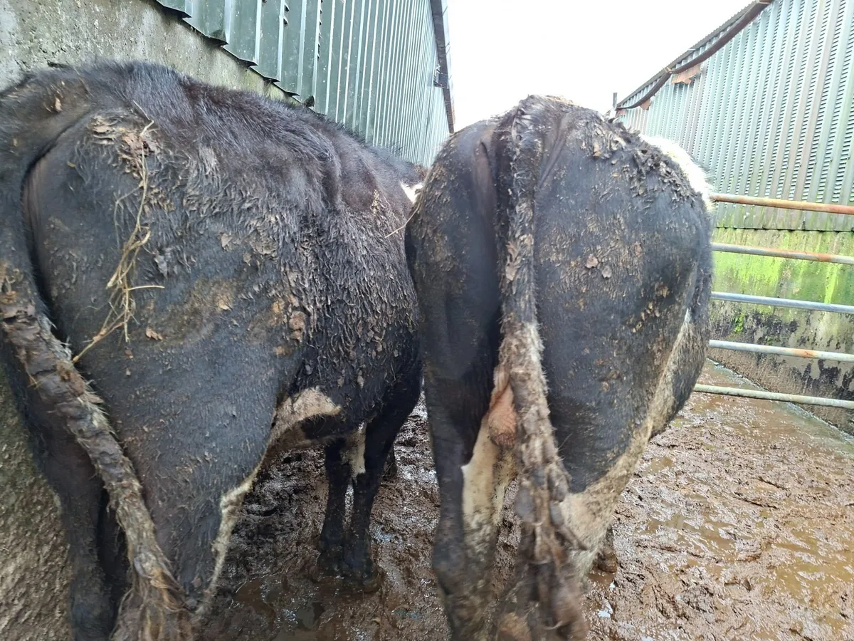 Angus  Bullocks - Image 3