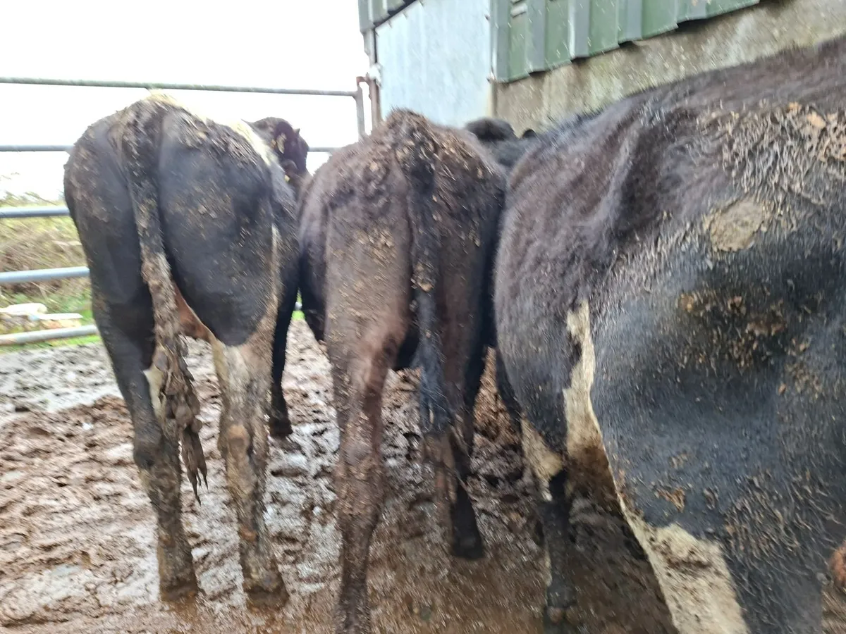 Angus  Bullocks - Image 1