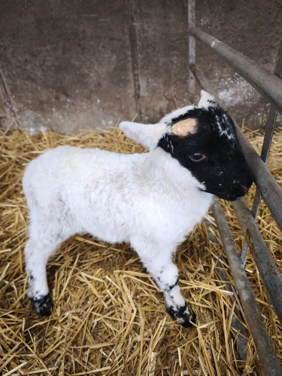 Pedigree pet lamb. - Image 1