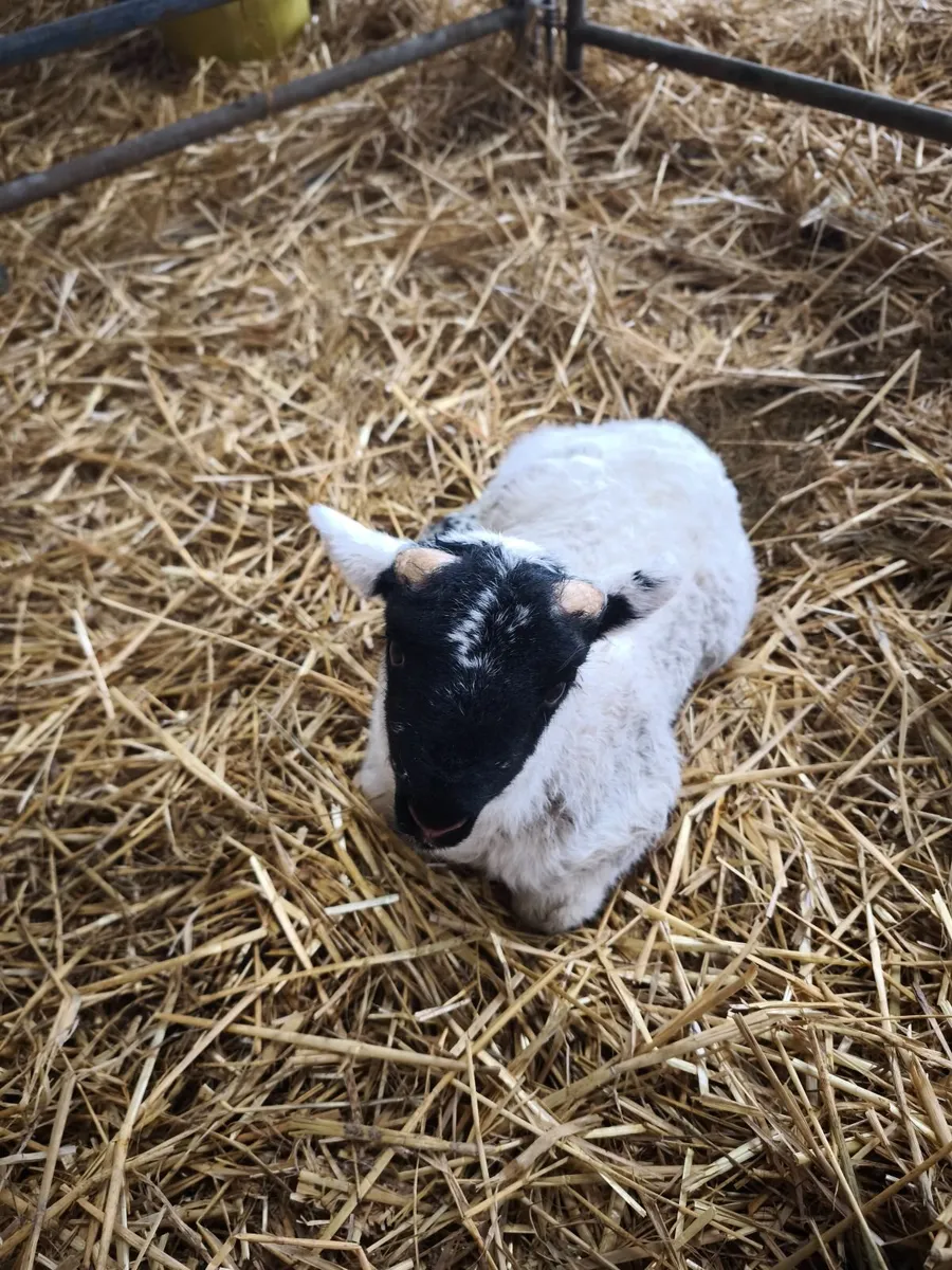 Pedigree pet lamb. - Image 3