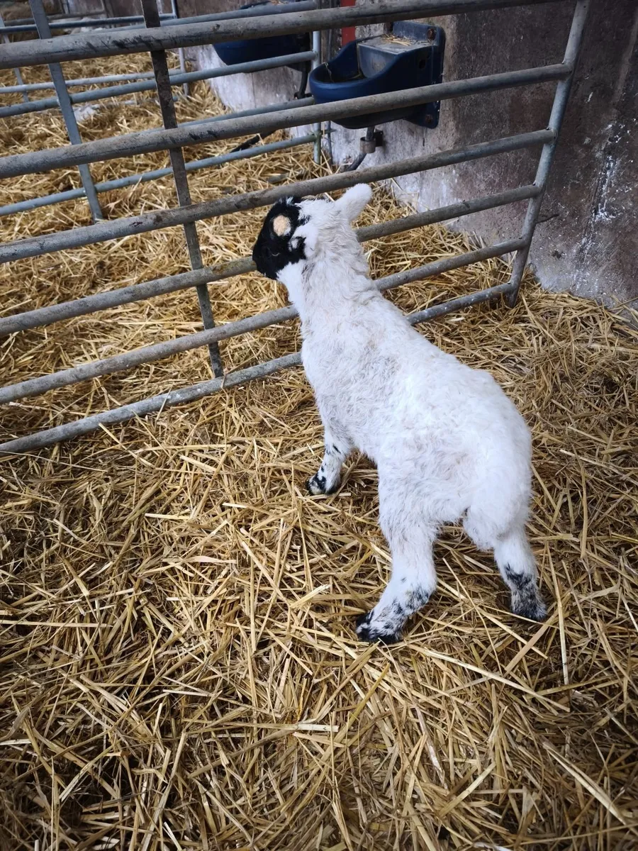 Pedigree pet lamb. - Image 4